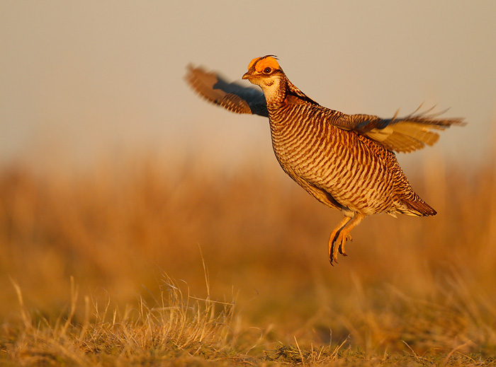 Funds meant for lesser prairie chicken conservation misused: AP News